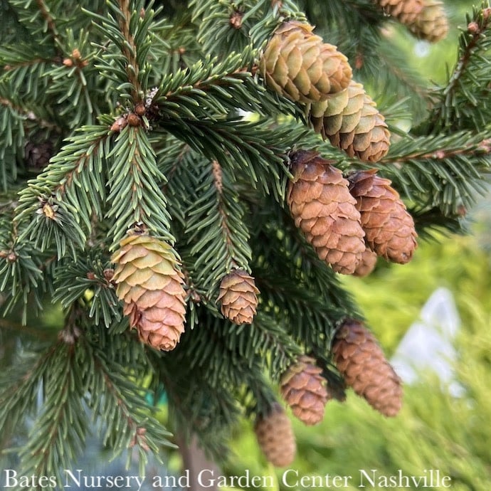 #3 Picea ab Pusch/ Dwarf Norway Spruce