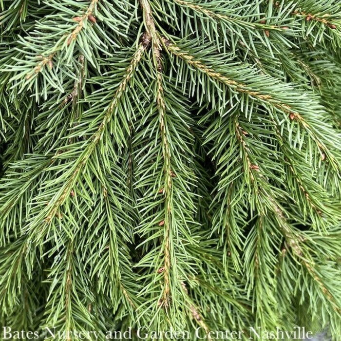 #6 Picea ab Formanek/ Dwarf Weeping Norway Spruce