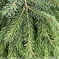 #6 Picea ab Formanek/ Dwarf Weeping Norway Spruce