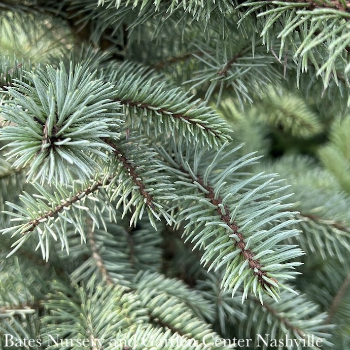 #7 Picea pun Blue Diamond/ Blue Spruce