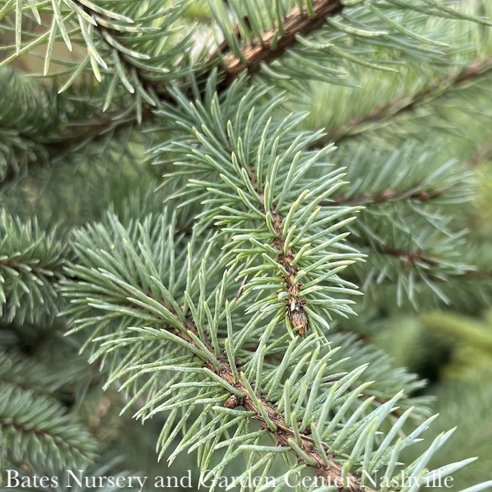 #7 Picea pun Blue Diamond/ Blue Spruce