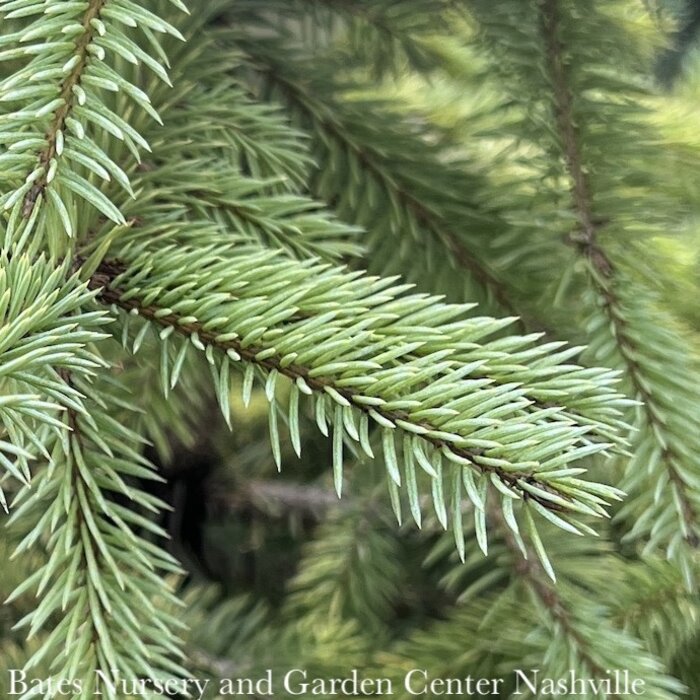 #7 Picea pun Glauca 'Majestic'/ Colorado Blue Spruce