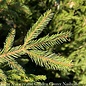 #5 Picea abies/ Norway Spruce