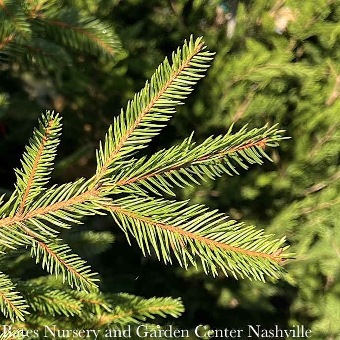 #5 Picea abies/ Norway Spruce