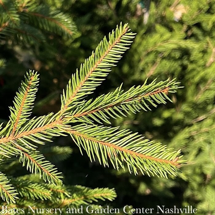 #7 Picea abies/ Norway Spruce