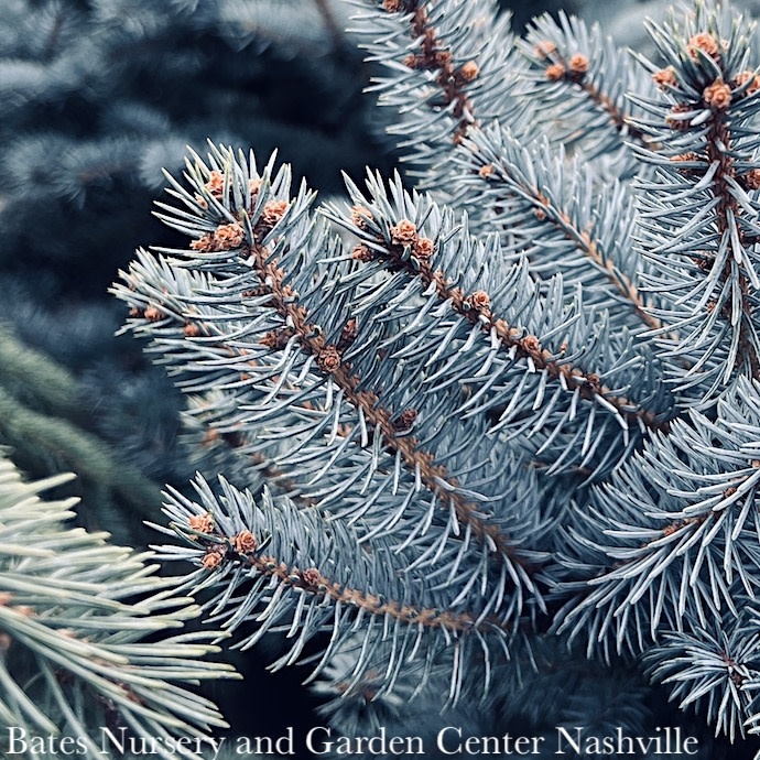 #10 Picea pun Bonny Blue/ Colorado Blue Spruce
