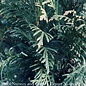 #3 Thuja plicata SL Green Valley/ Pyramidal Arborvitae