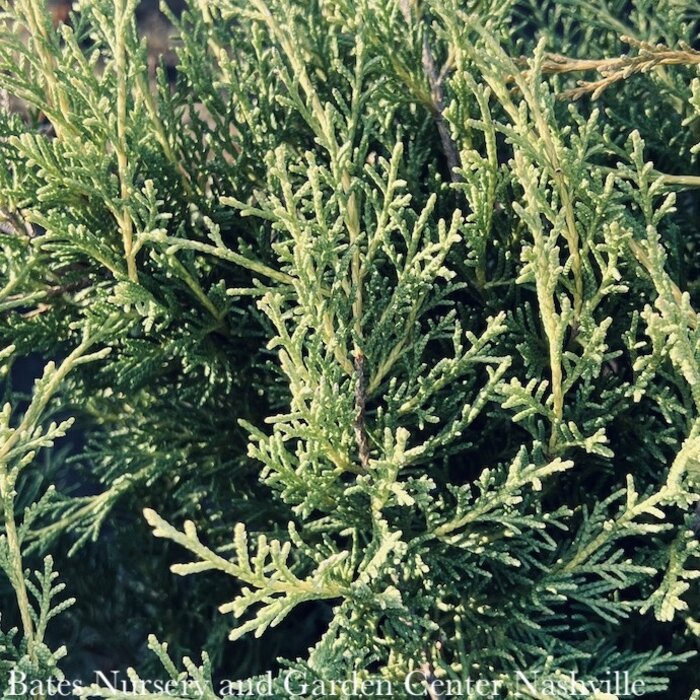 #5 Juniperus x pfitz Aurea Improved/ Gold Coast Juniper