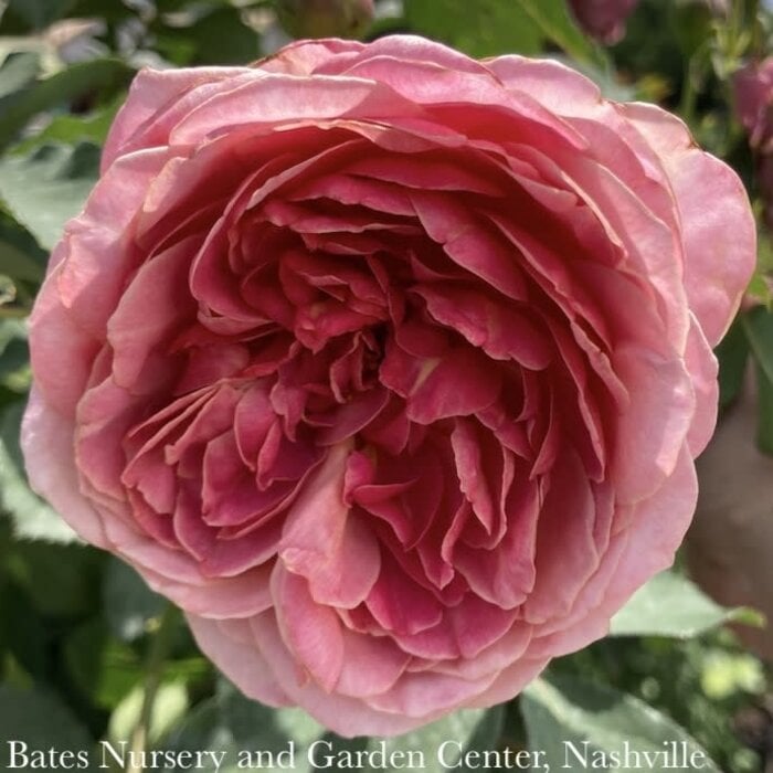 #3 Rosa Queen of Elegance/ Pink Floribunda Rose - No Warranty
