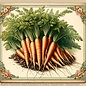 Seed Carrot Imperator