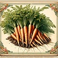 Seed Carrot Chantenay Heirloom