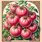 Seed Tomato Brandywine Pink