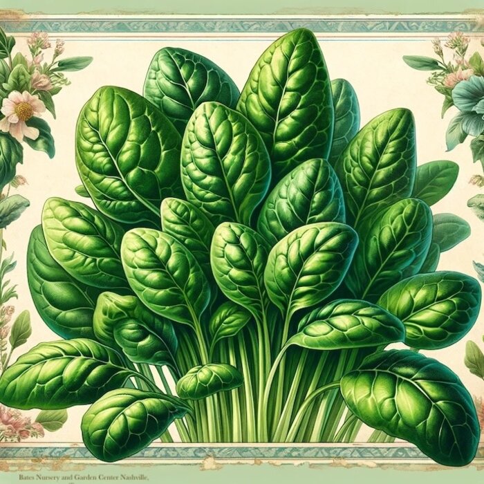 Seed Spinach America Heirloom