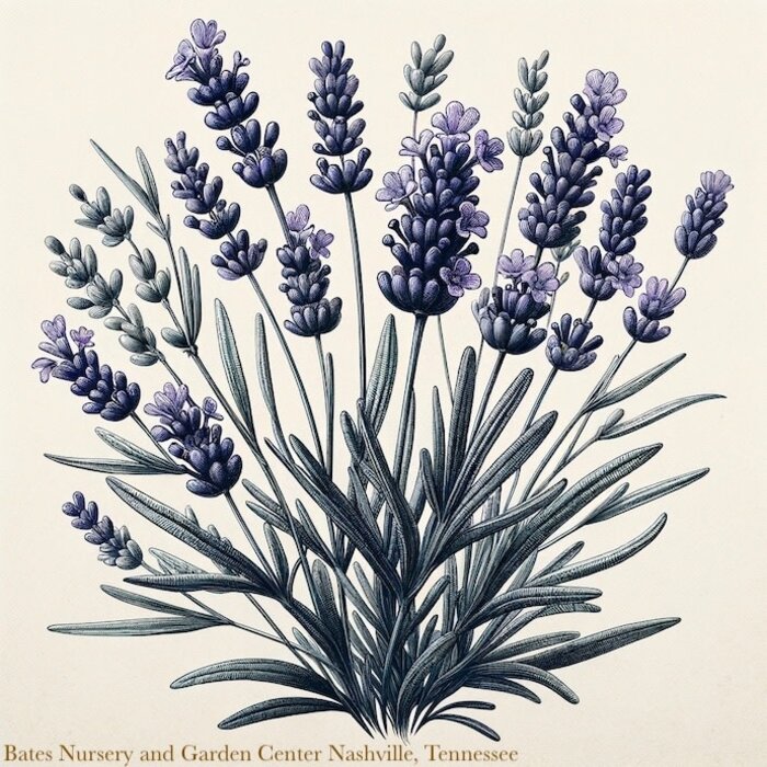 #1 Lavandula Thumbelina Leigh/ English Lavender - No Warranty