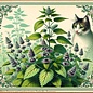 Seed Catnip