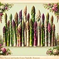 Bulb Asparagus Millenium 1yr 10 Roots/pk