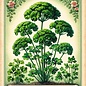 Seed Parsley Italian/Single Herbs