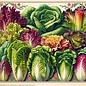 Seed Lettuce Parris Island Romaine Organic
