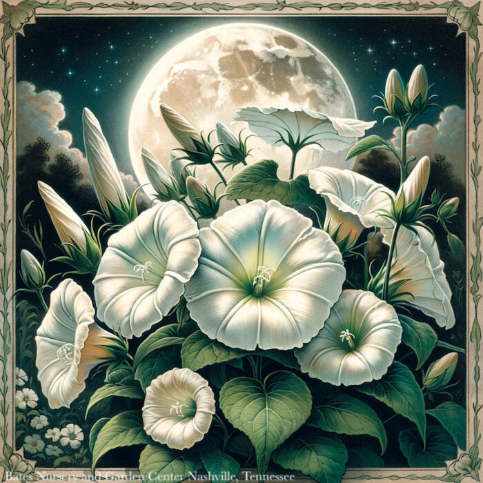 Seed Moonflower Climbers