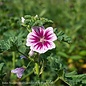 Seed Malva sylvestris Zebrina/ French Hollyhock Mallow