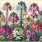 Seed Cleome Color Fountain Mix