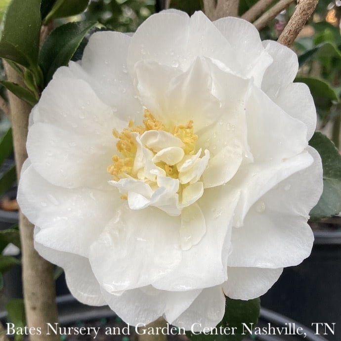 #3 Camellia sas Autumn Rocket/ White Double Columnar - No Warranty