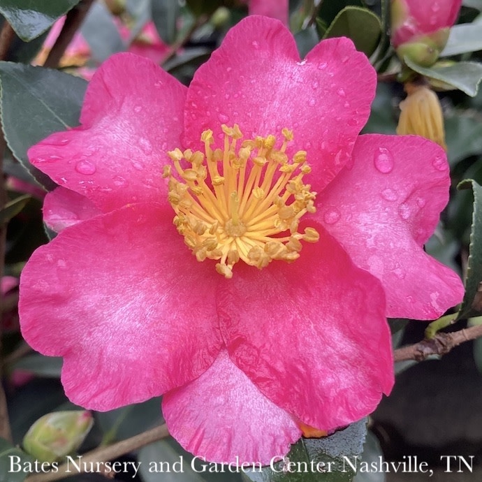 #5 Camellia sas Kanjiro/ Cerise Pink Semi-Double - No Warranty