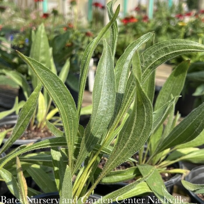4P Echinacea pallida/ Pale Purple Coneflower Native (TN)