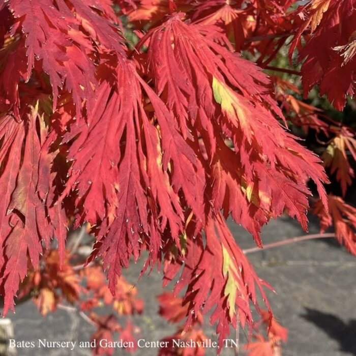 #10 Acer japonica Aconitifolium/ Fernleaf Fullmoon Maple