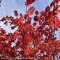 #10 Acer japonica Aconitifolium/ Fernleaf Fullmoon Maple