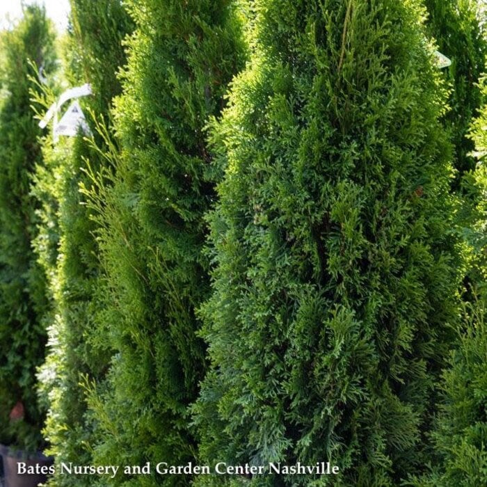 #10 Thuja occ Smaragd 'Emerald Green'/ Columnar Arborvitae