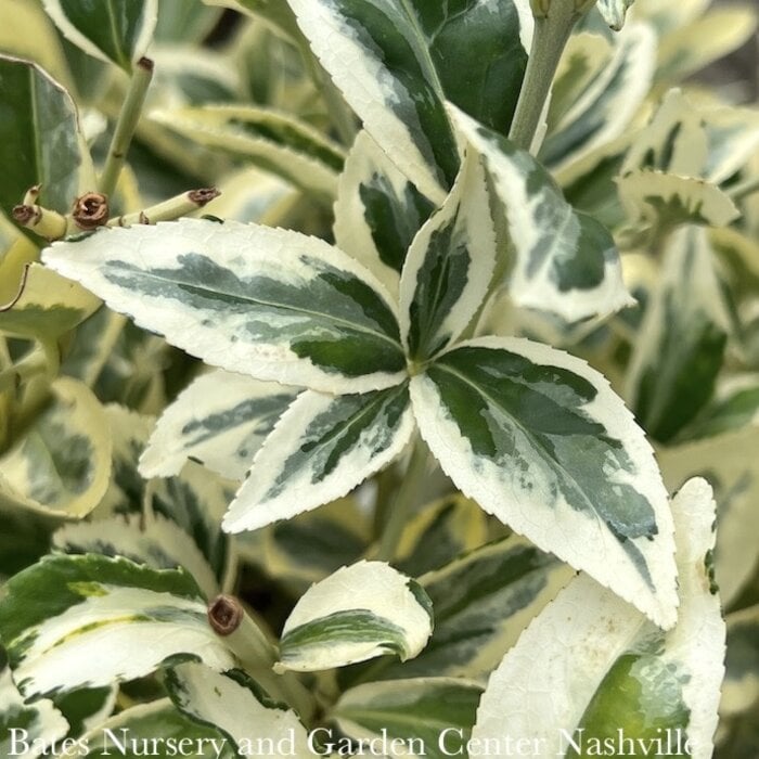 #1 Euonymus japonica Silver King/ Variegated