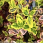 #1 Euonymus fortunei Emerald 'n Gold/ Variegated Wintercreeper