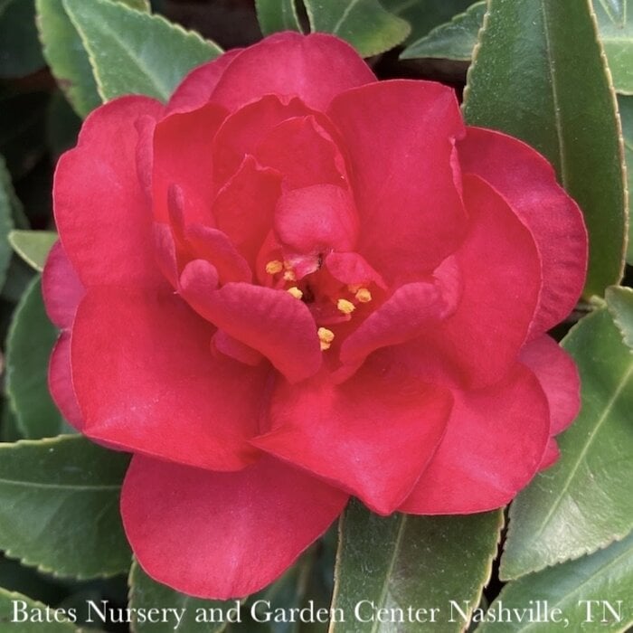 #3 Camellia sas SL October Magic 'Crimson N' Clover'/ Red Single - No Warranty