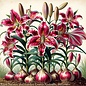 Bulb Lily / Oriental Lily Stargazer 2/pk