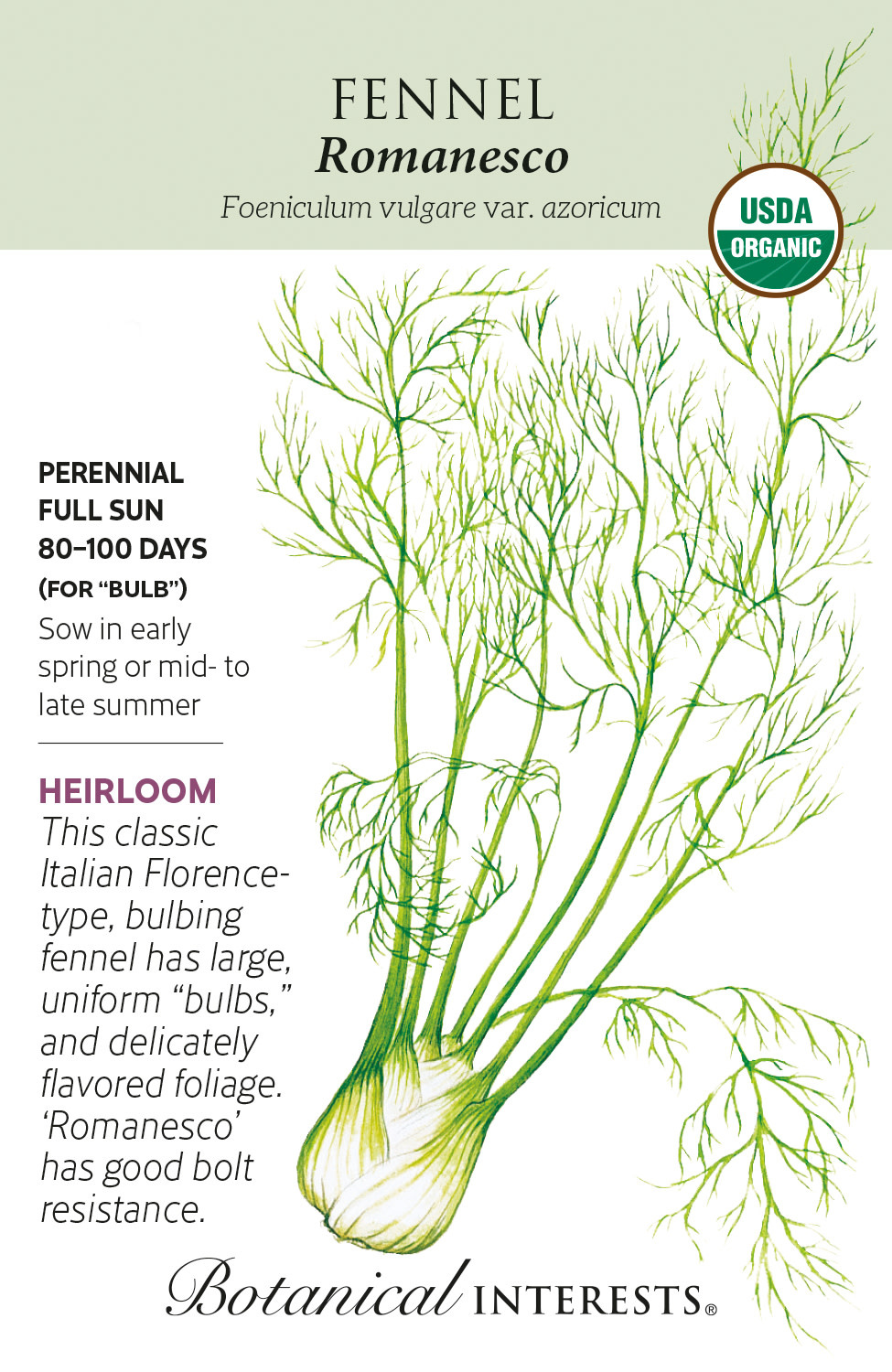 Seed Herb Fennel Romanesco/Florence Perfection Organic - Foeniculum vulgare var. azoricum