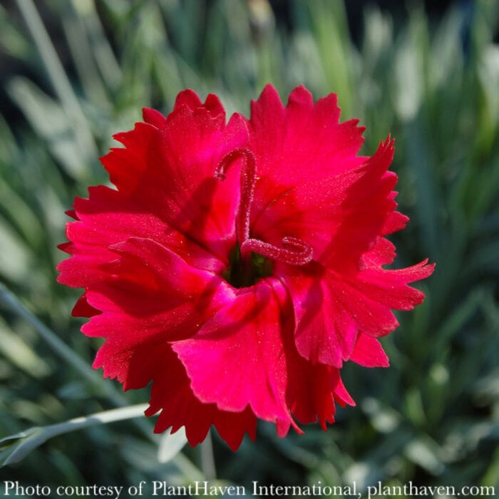 #1 Dianthus x Star Single 'Fire Star'/ Red