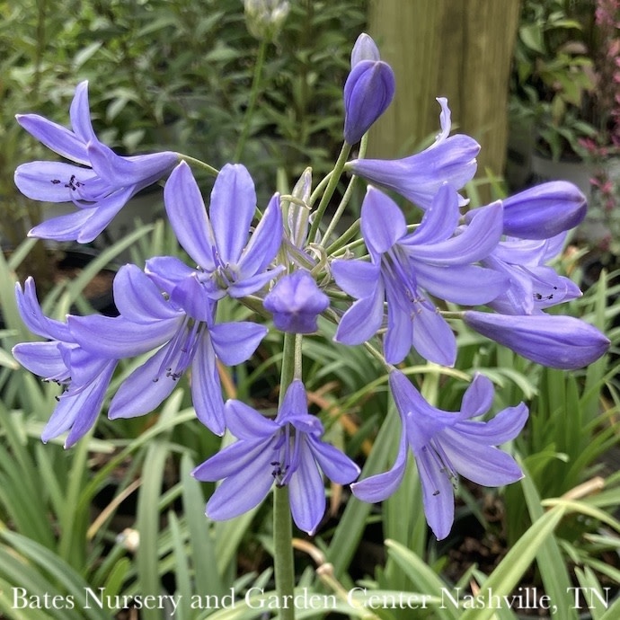 #2 Agapanthus Midknight Blue/ Hardy Lily of the Nile