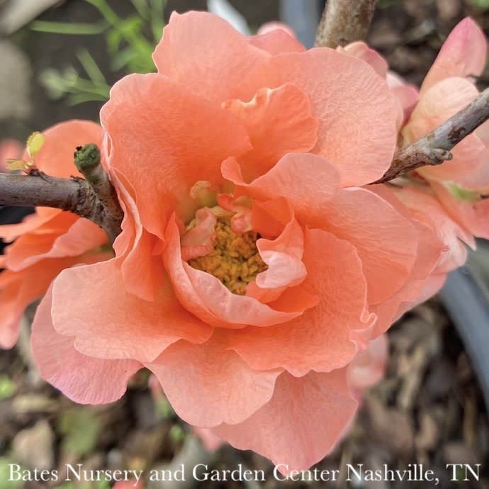 #2 Chaenomeles speciosa PW Double Take Peach Storm/ Flowering Quince
