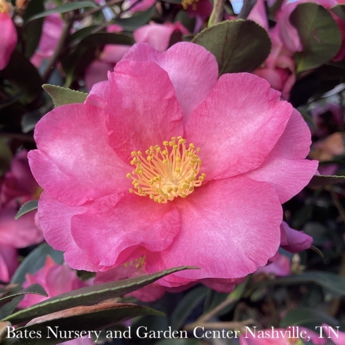 #7 Camellia x Kanjiro/ Cerise Pink Semi-Double - No Warranty