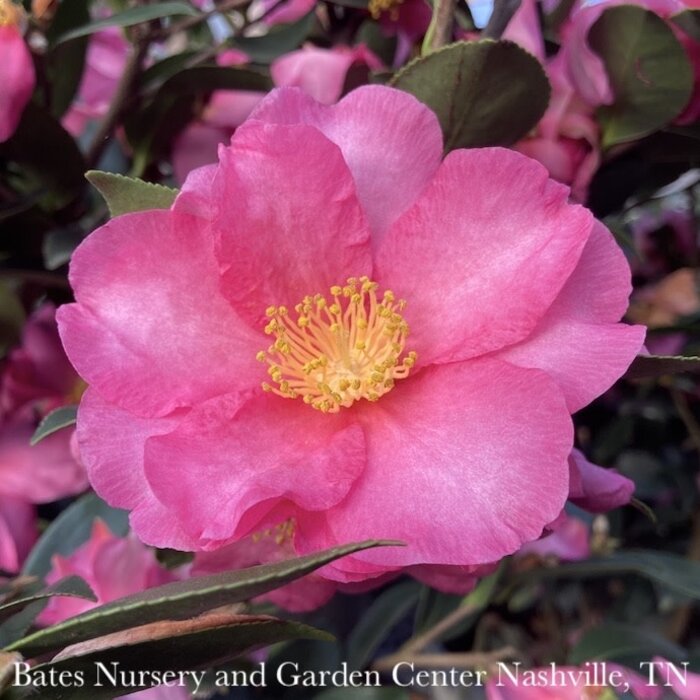 Topiary #5 ESPALIER Camellia sas Kanjiro/ Cerise Pink Semi-Double - No Warranty