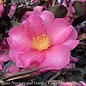 Topiary #5 TRELLIS Camellia sas Kanjiro/ Cerise Pink Semi-Double - No Warranty