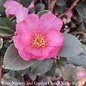 #3 Camellia x Long Island Pink/ Single - No Warranty