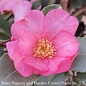 #3 Camellia x Long Island Pink/ Single - No Warranty