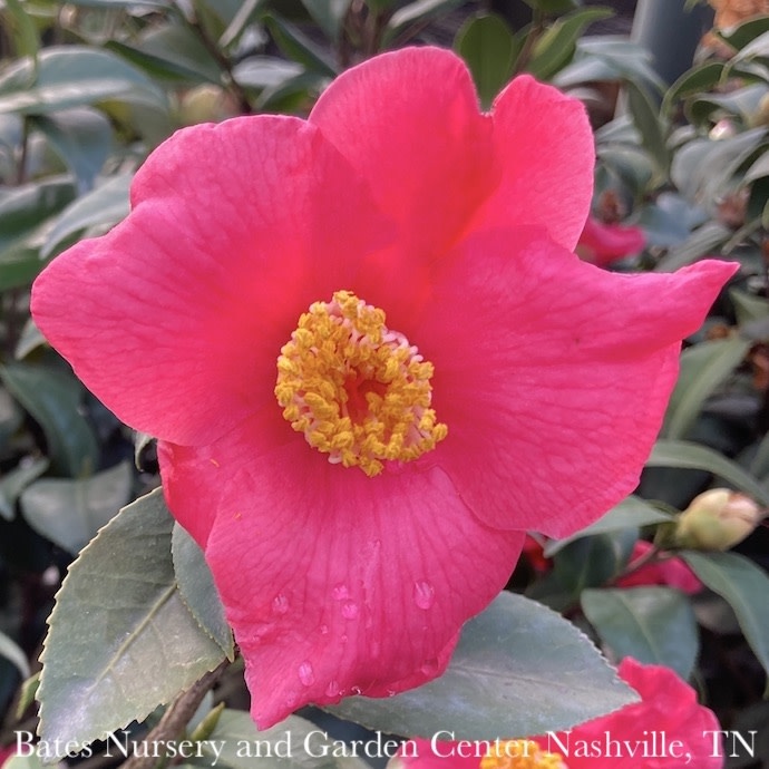 #3 Camellia japonica Ice Angels 'Spring's Promise'/ Rose Red - No Warranty