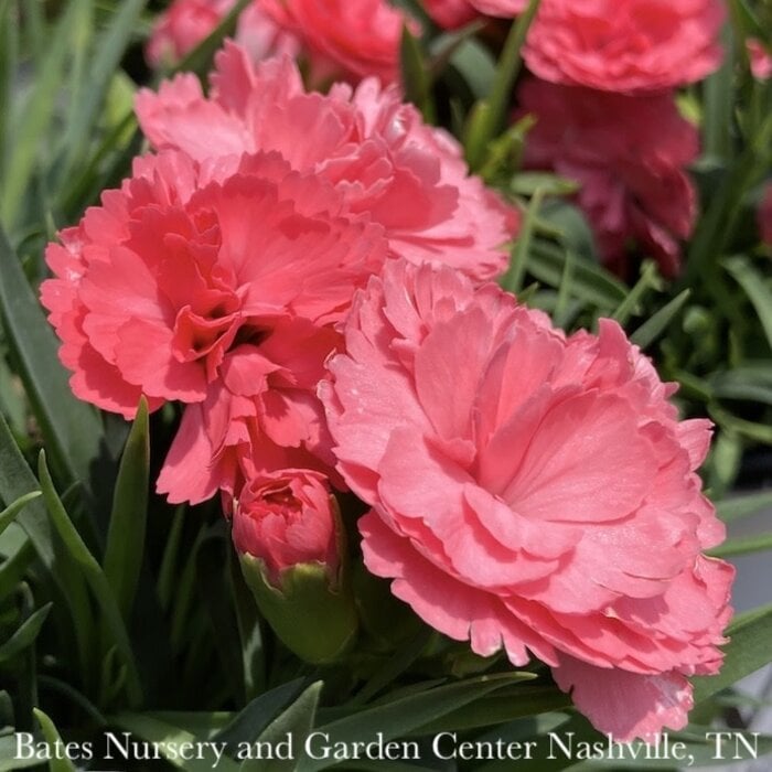 #1 Dianthus x PW Fruit Punch 'Classic Coral'/ Pinks