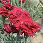 #1 Dianthus x PW Fruit Punch 'Maraschino'/ Red
