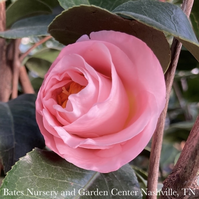 #3 Camellia japonica April Blush/ Light Pink - No Warranty