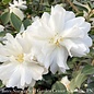 #5 Camellia x Winter's Snowman/White - No Warranty