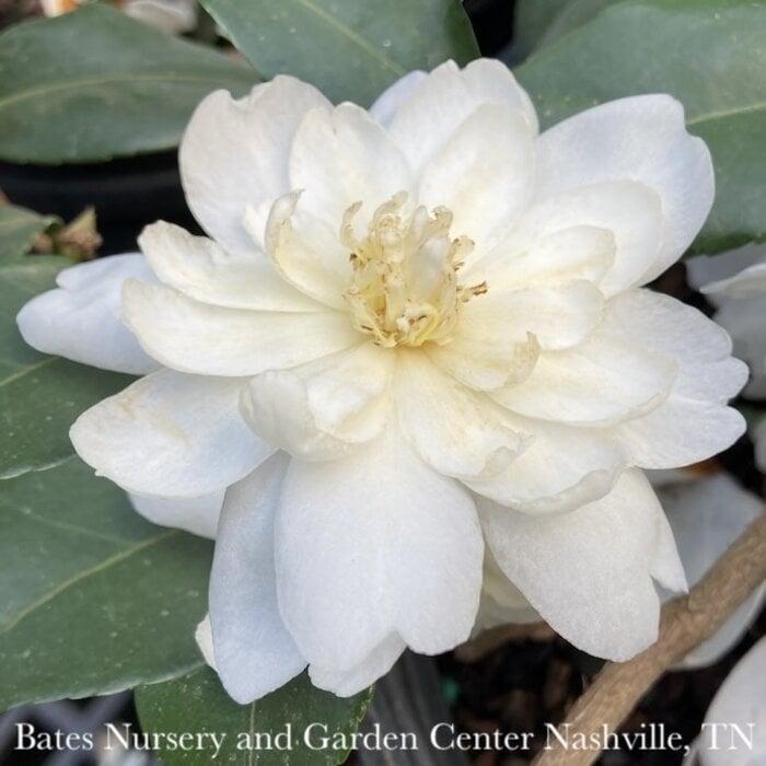 #3 Camellia x Winter's Waterlily/ White - No Warranty